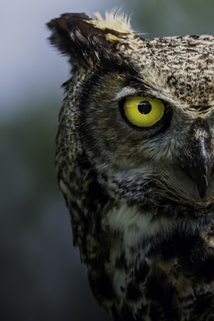 brown and white owl in close up photography