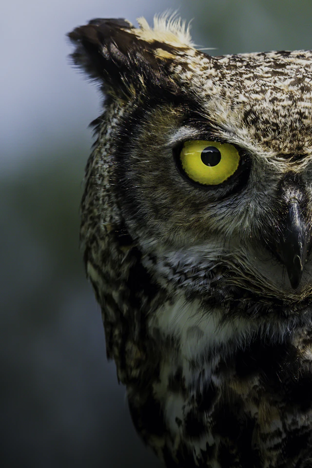 Close-up of a great horned owl's face with a yellow eye