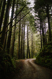 brown dirt road between green trees during daytime