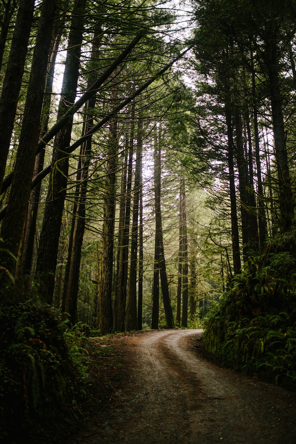 brown dirt road between green trees during daytime