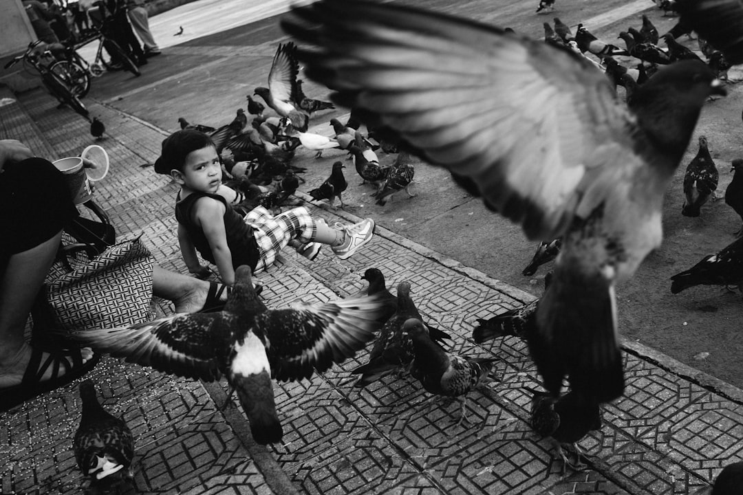 grayscale photo of flock of birds flying over the street