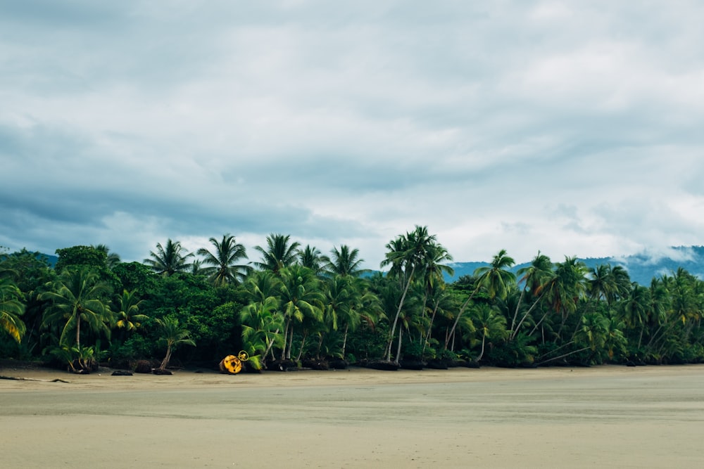 green coconut palm trees on brown sand under white clouds during daytime