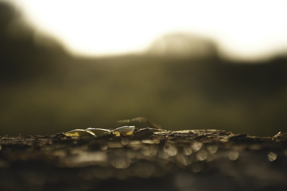 brown dried leaves on ground