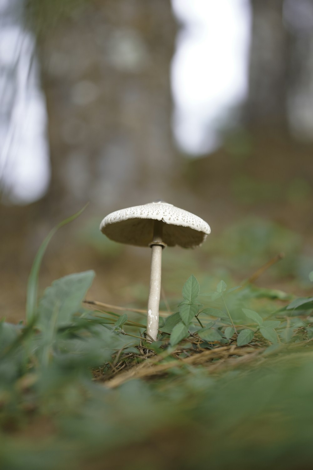 brown mushroom on green grass during daytime