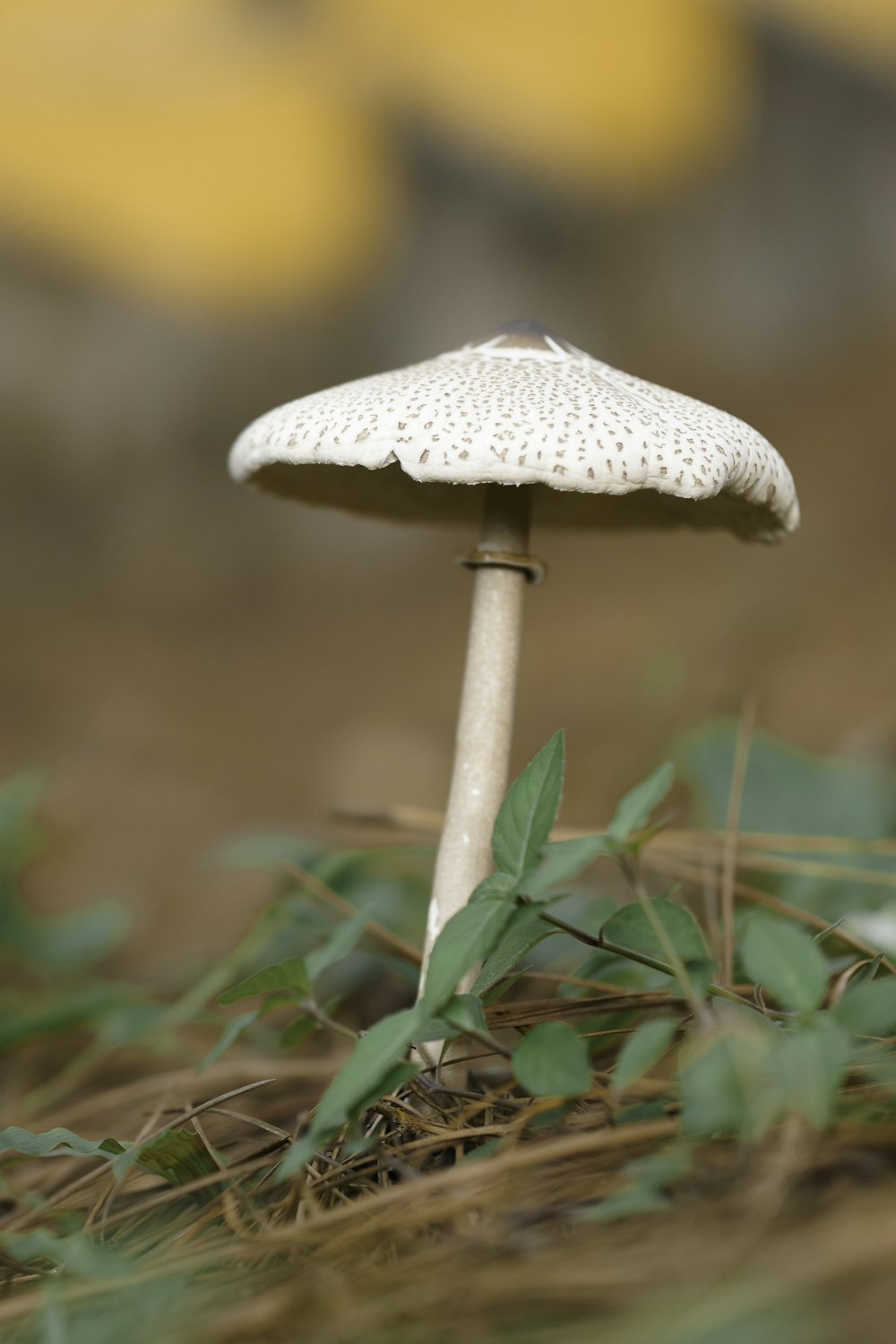 white mushroom in green grass