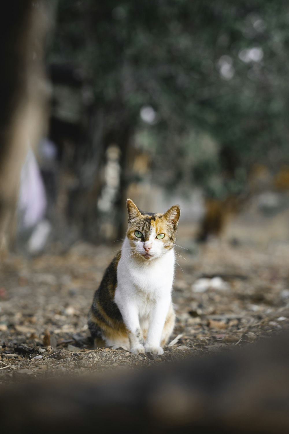 calico cat on brown soil