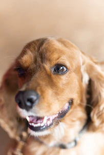Close-up of a happy dog receiving ear cleaning with vetovex™ microflush solution.