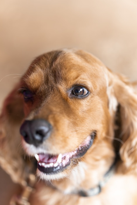 A happy dog enjoying a grooming session with shiny, clean fur and a calm expression.