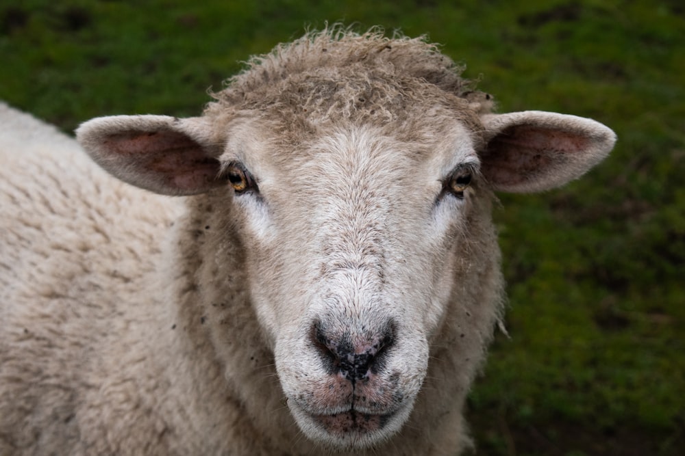 white sheep on green grass field during daytime