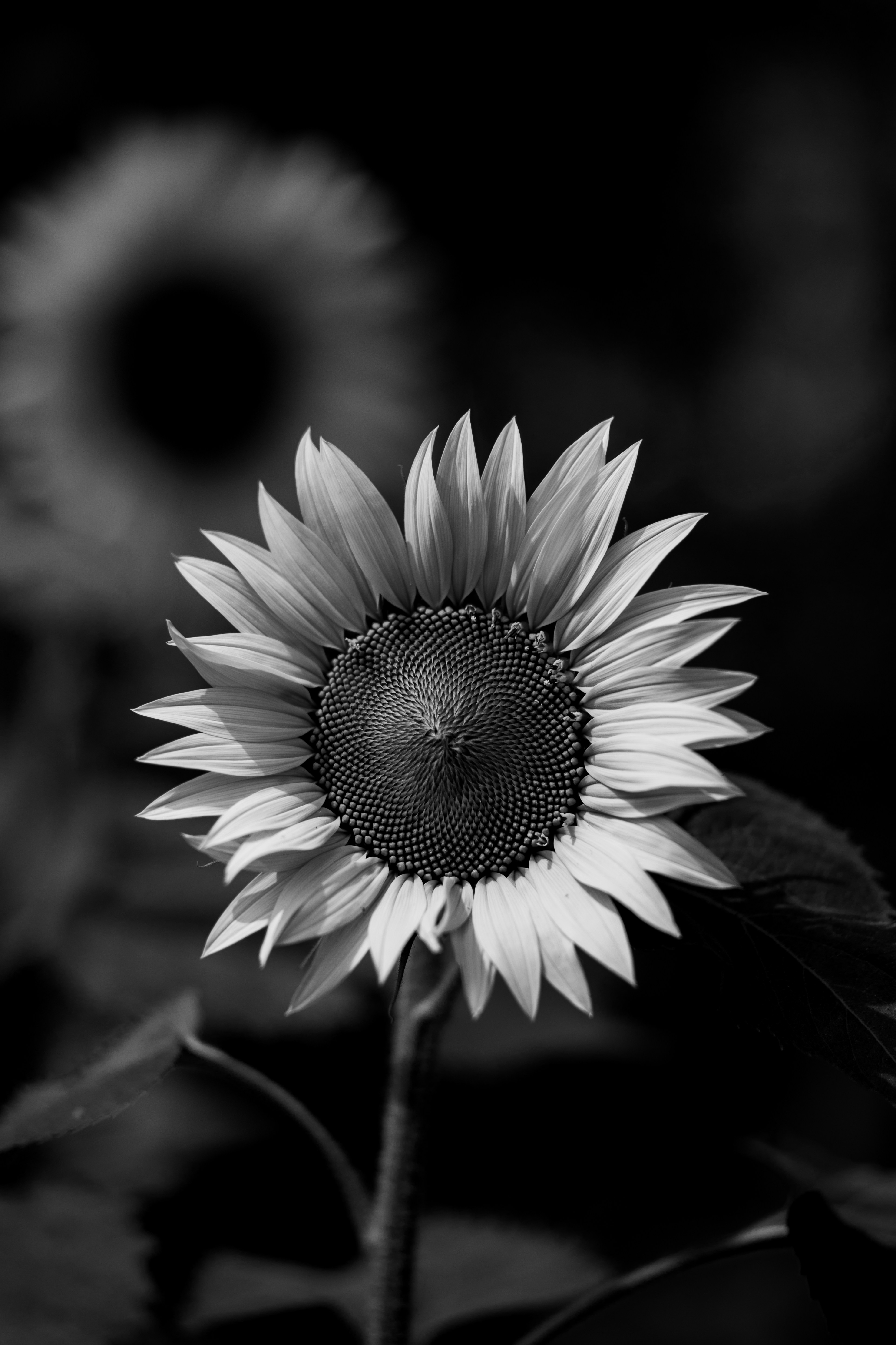 Grayscale photo of white flower photo Free Sun flower Image on Unsplash