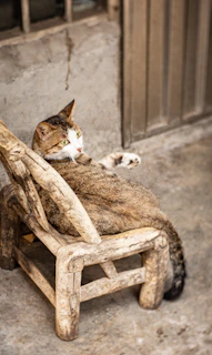 A curious cat wearing a floral dress perched on a rustic wooden chair.