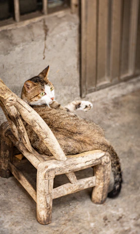 A curious cat wearing a floral dress perched on a rustic wooden chair.