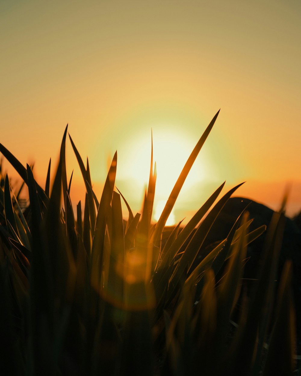 brown wheat field during daytime