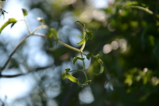 Close-up of green vine branches intertwined in soft sunlight.