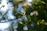 A close-up of a verdelis metal plant trellis wrapped in blooming vines under soft sunlight.