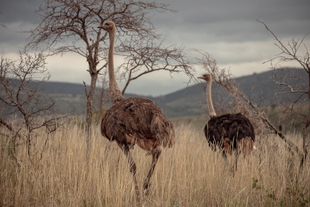 ostrich on brown grass field during daytime