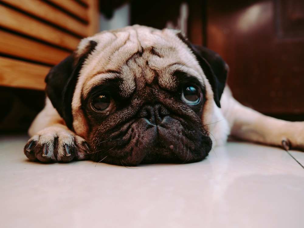 fawn pug lying on white floor