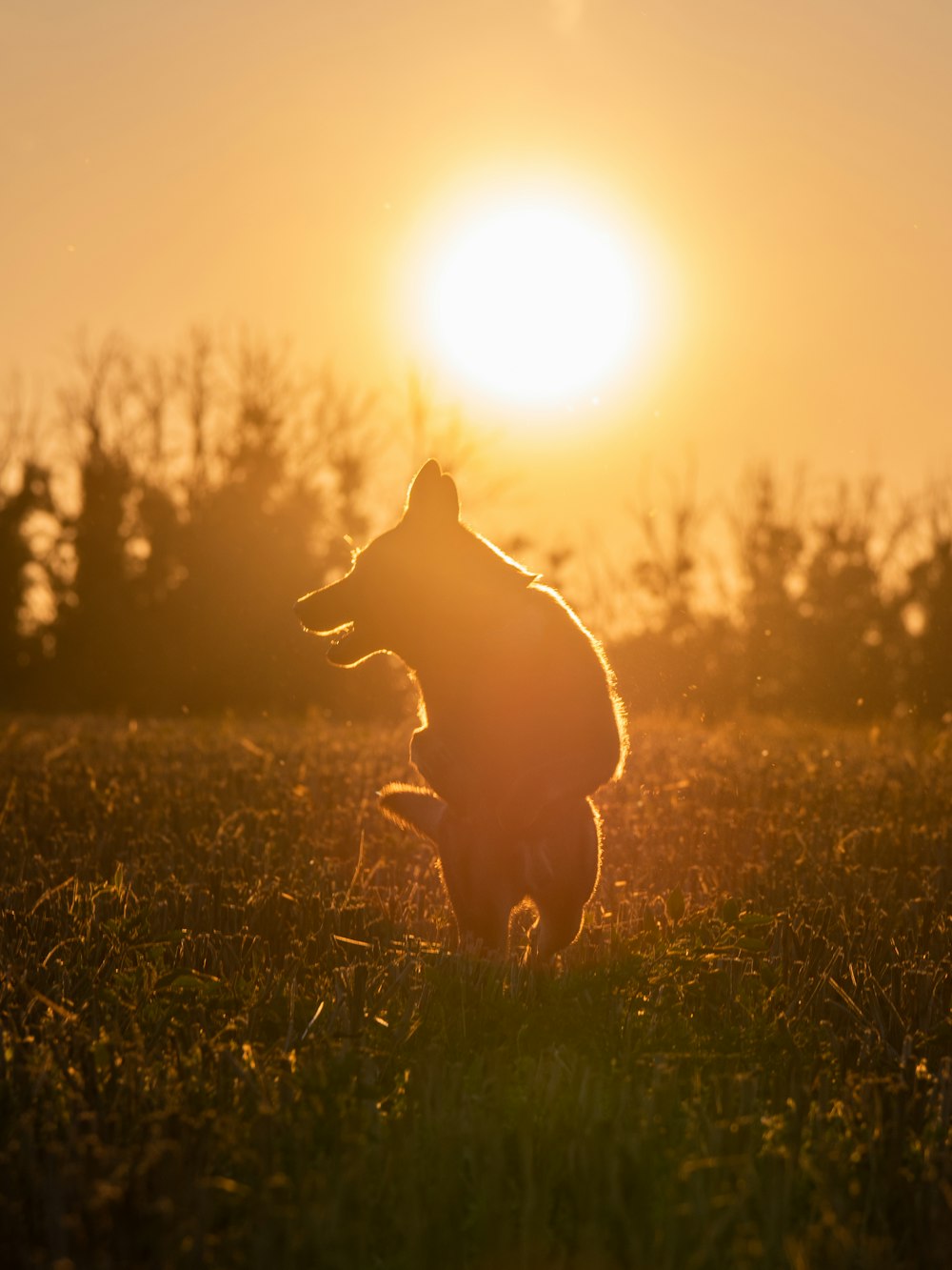 silhouette de chien sur le champ d’herbe au coucher du soleil
