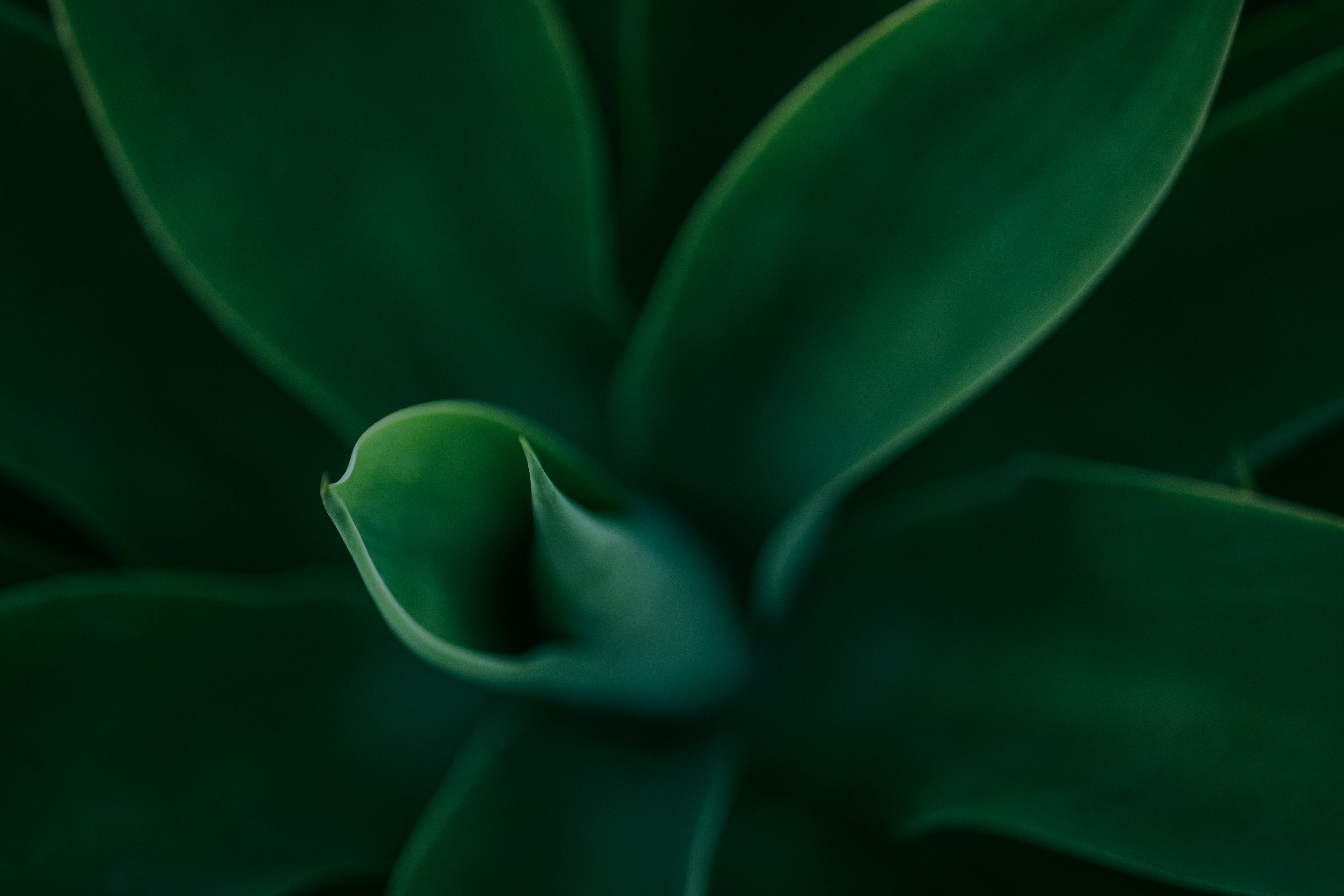 Photo by kalaniparker