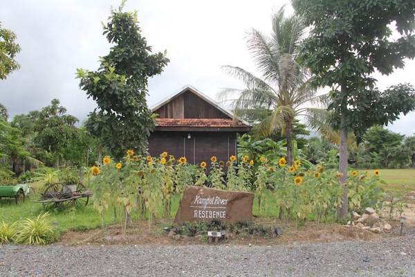 A rustic wooden house surrounded by lush greenery and vibrant sunflowers. The house has a triangular roof, and in front of it, there is a stone sign saying 'Kampot River Residence' amidst a small garden. Numerous trees and palm trees create a serene atmosphere.