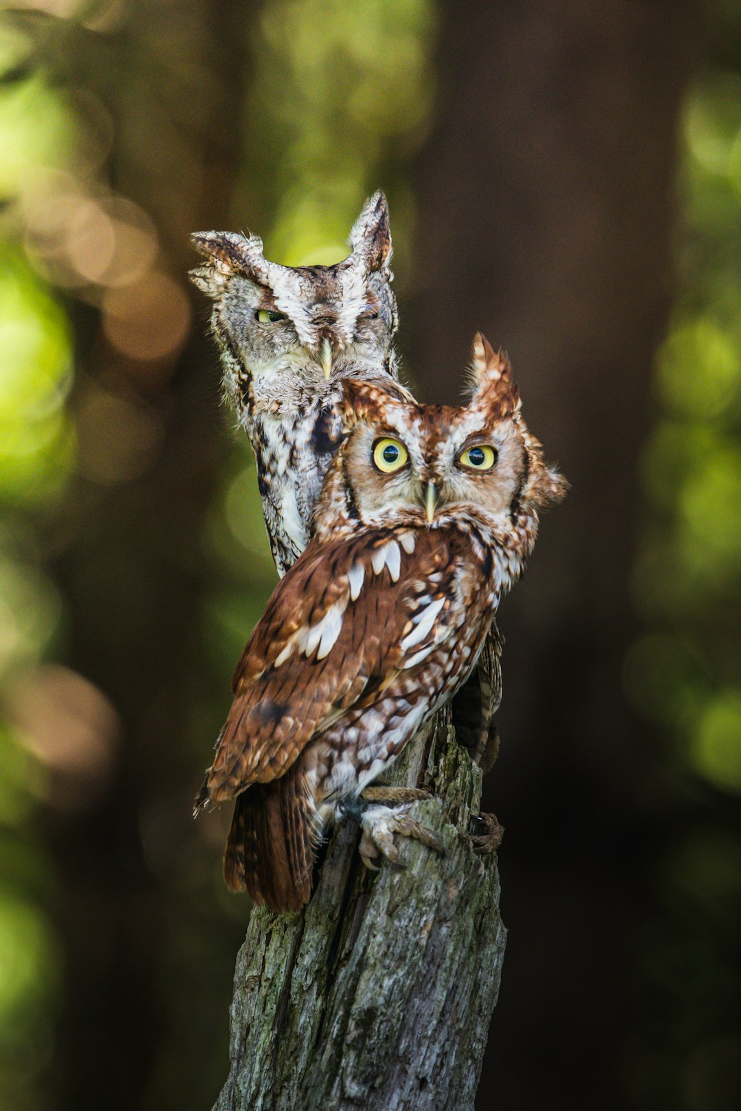 brown and blue owl on tree branch