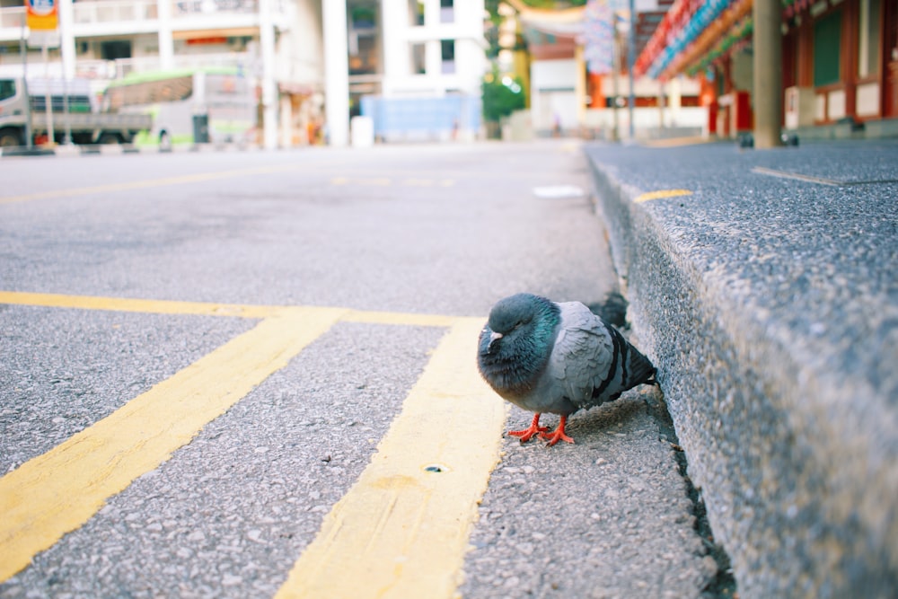 gray and white bird on gray concrete road during daytime