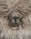 brown lion in close up photography