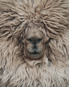 alpaca wool suri peruvian luxury fiber amanda ahlstrom
