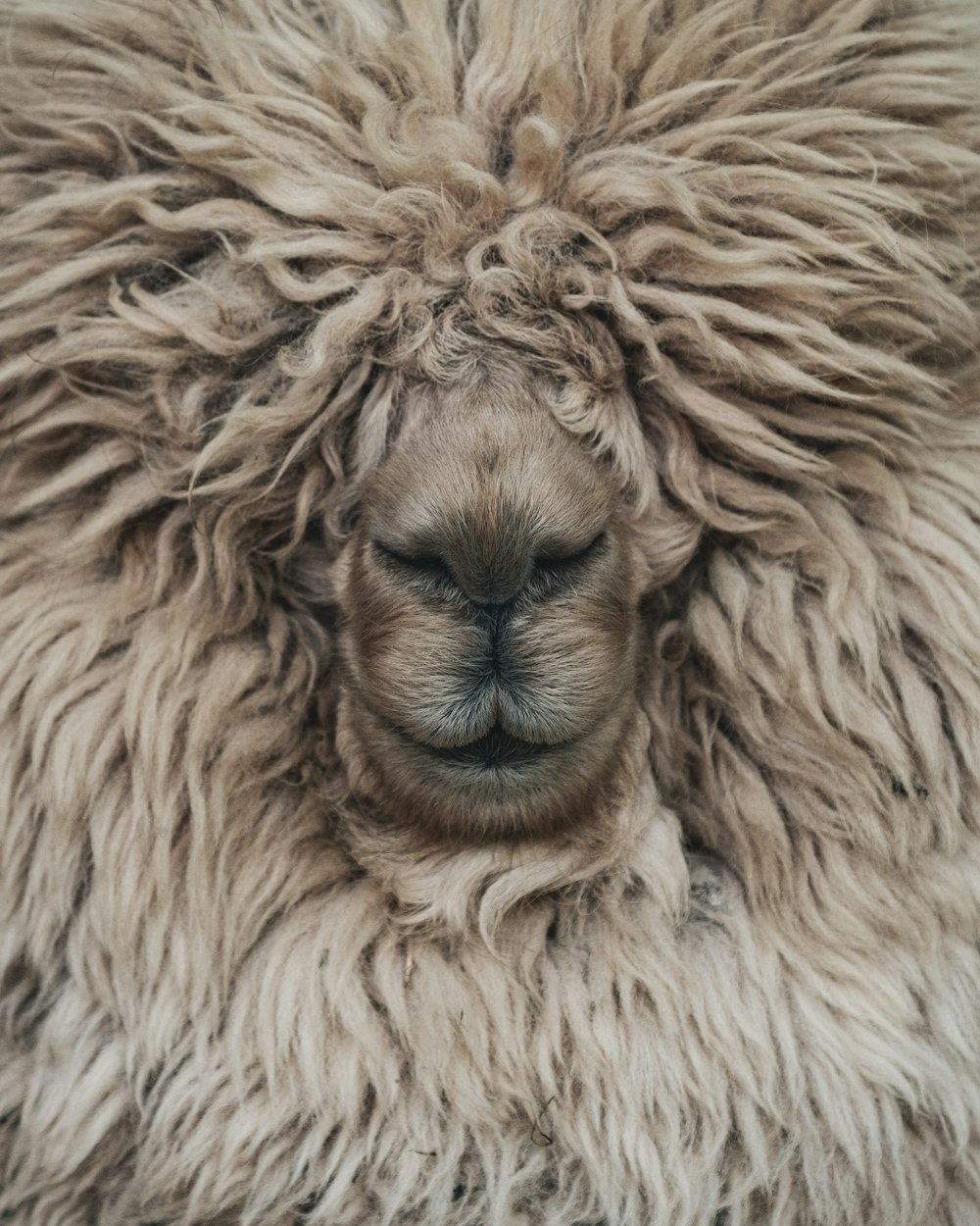 brown lion in close up photography