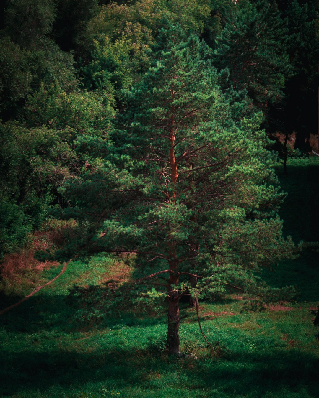 green and brown trees during daytime