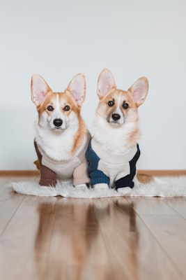 Two corgis wearing sweaters.