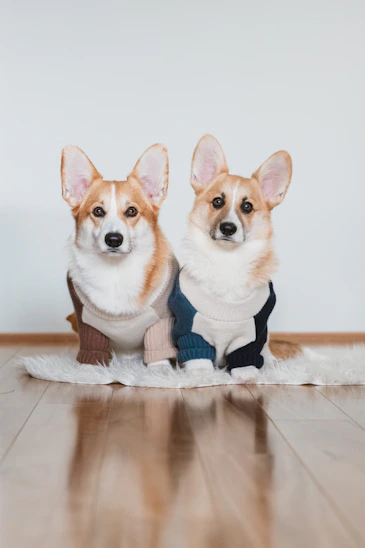 Dos perros corgi usando sueteres uno café con beige y el otro azul con beige, sobre un tapete.