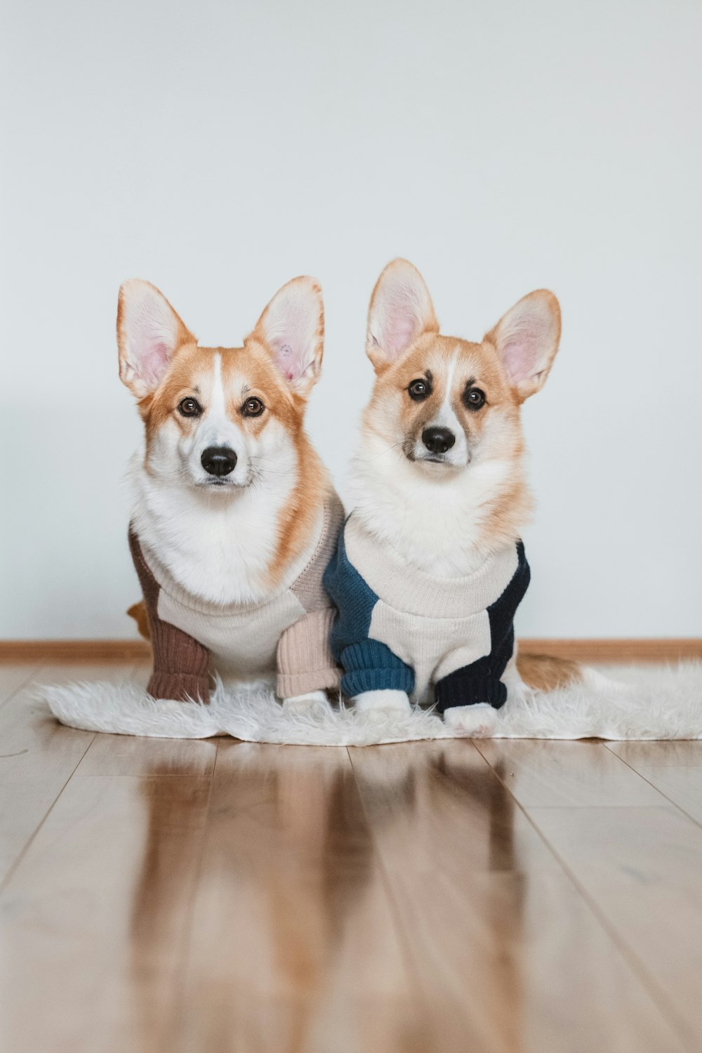 white and brown corgi on white floor tiles