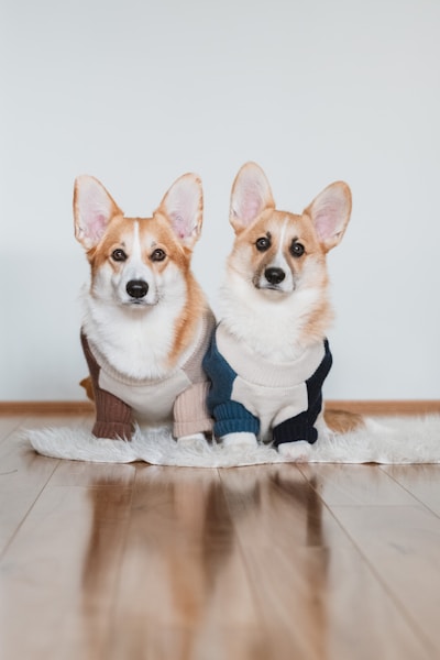 Dog Coat Types and Grooming: A Guide to Every Coat Variety