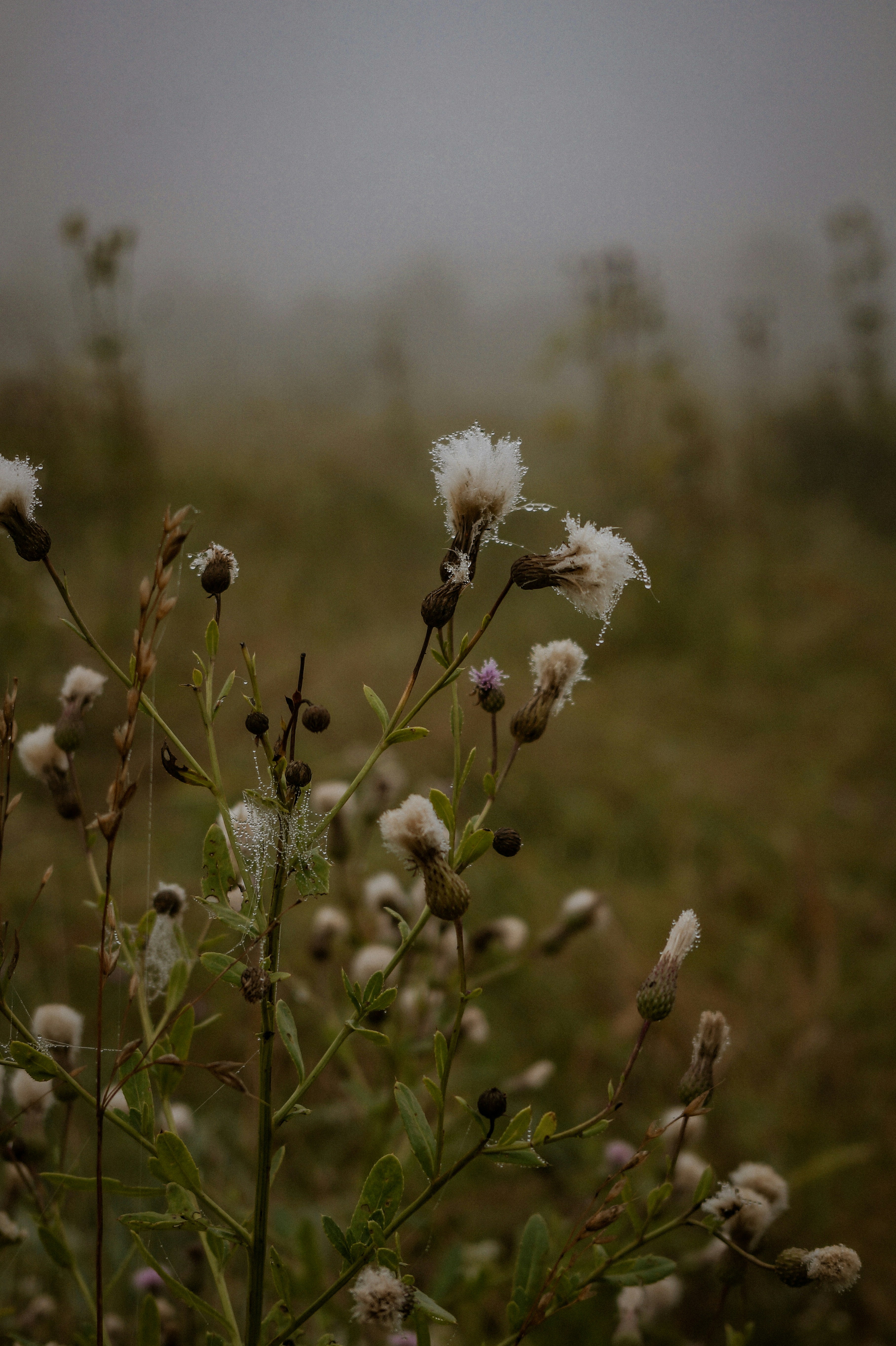 forest wallpaper kids, wallpaper, Camping with Kids: Best Tips for Young Children 5