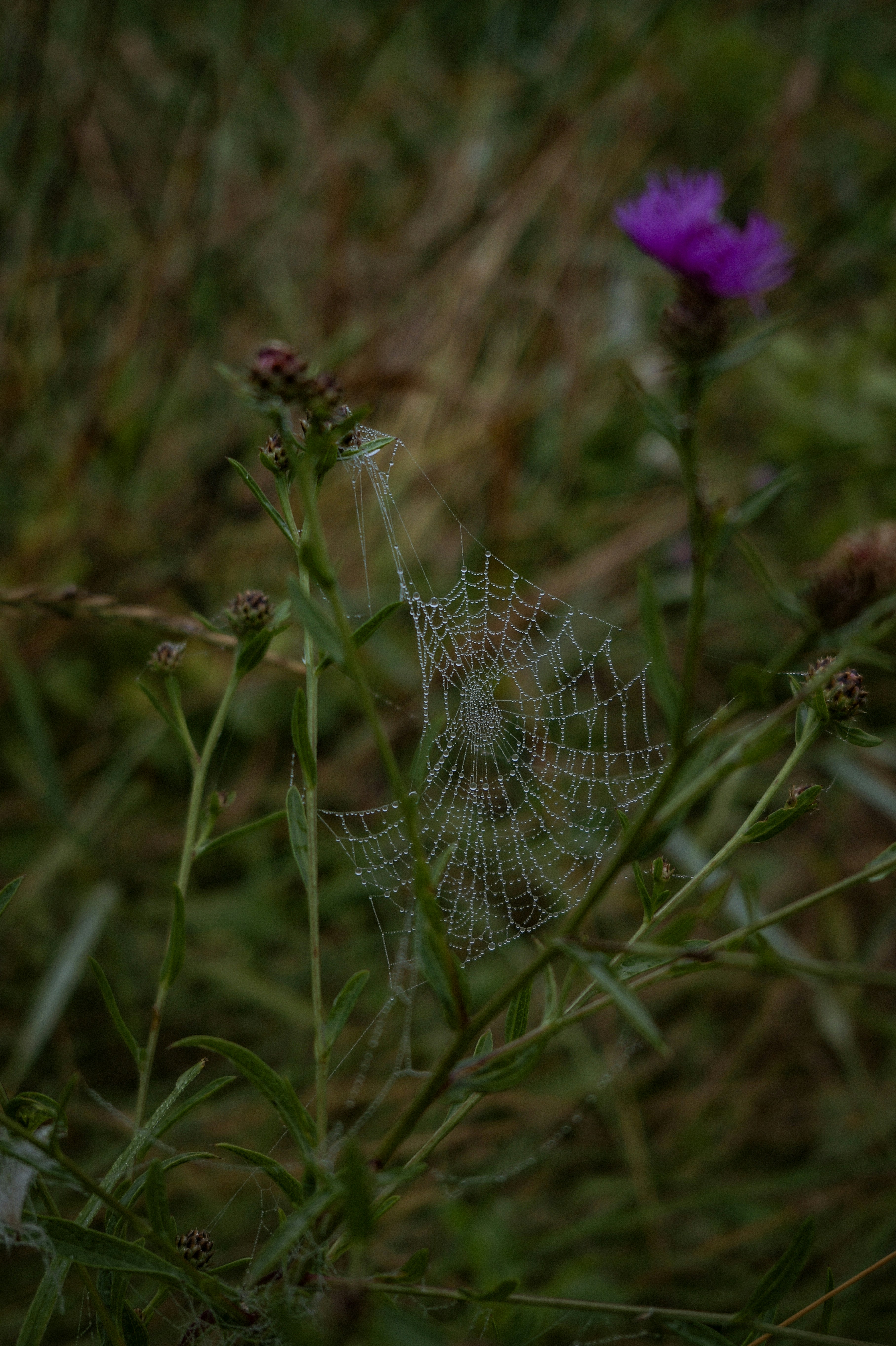 forest wallpaper kids, wallpaper, Camping with Kids: Best Tips for Young Children 6