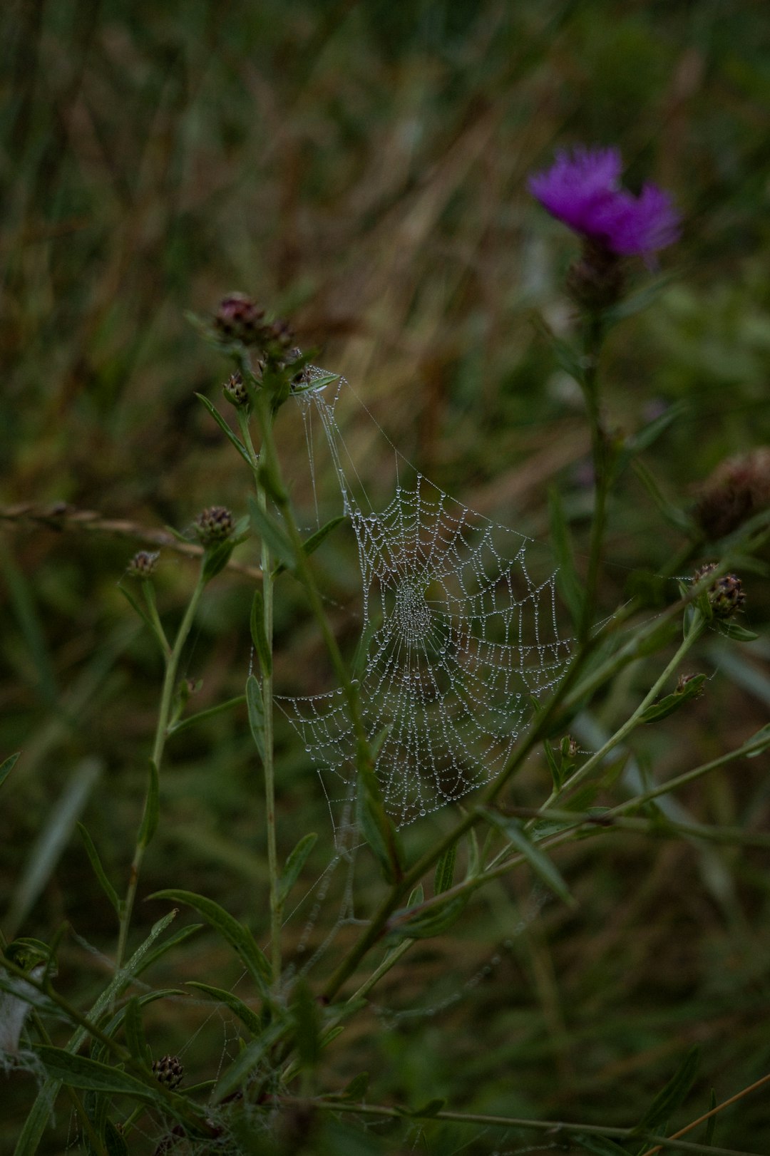 spider web on purple flower