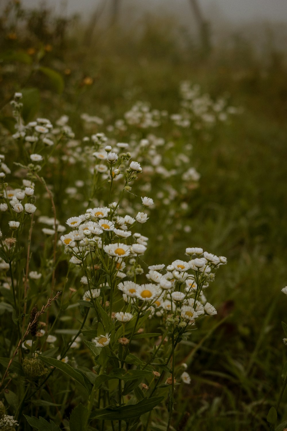 white flowers in tilt shift lens