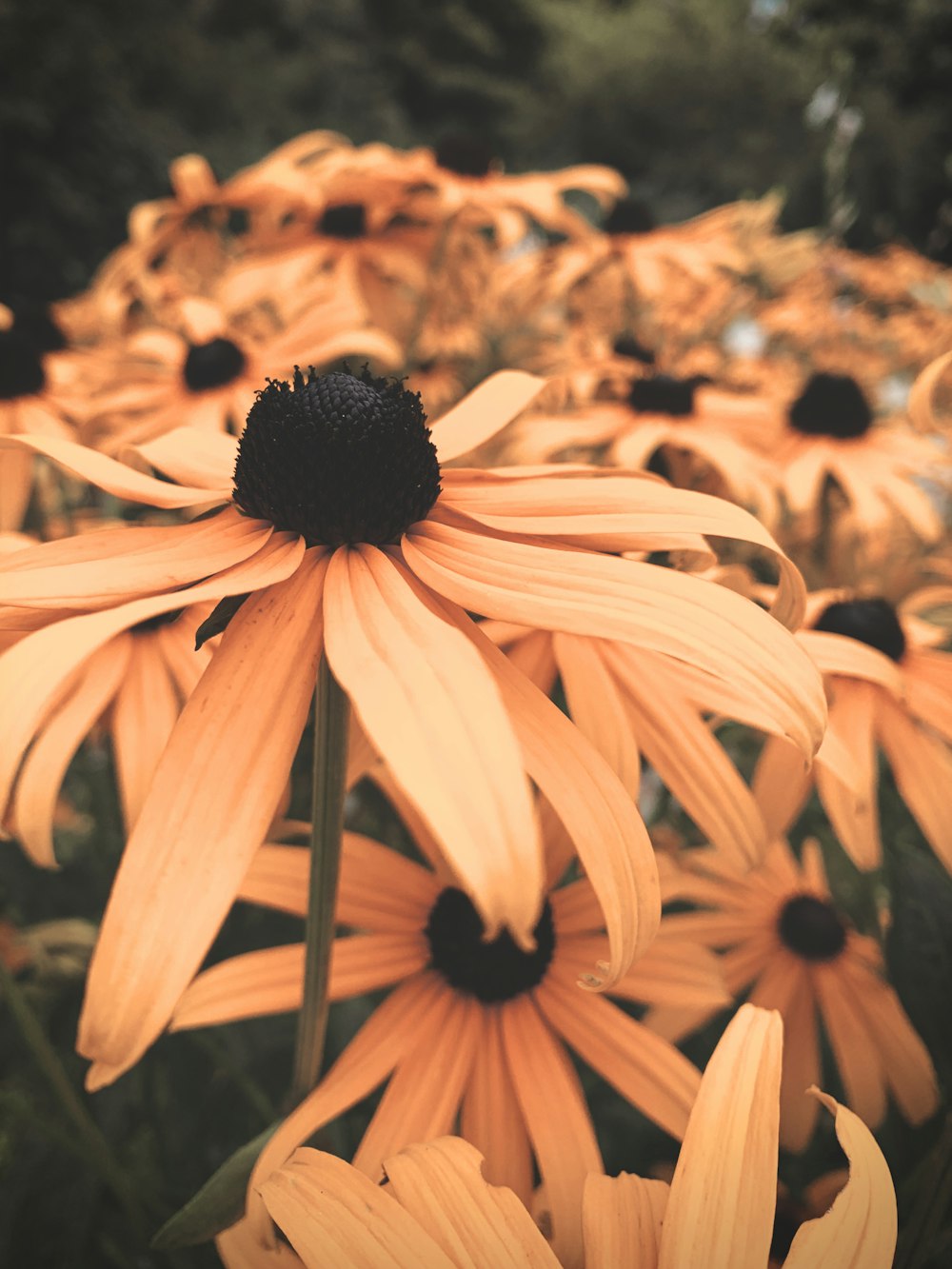 Fleur orange et noire en photo macro