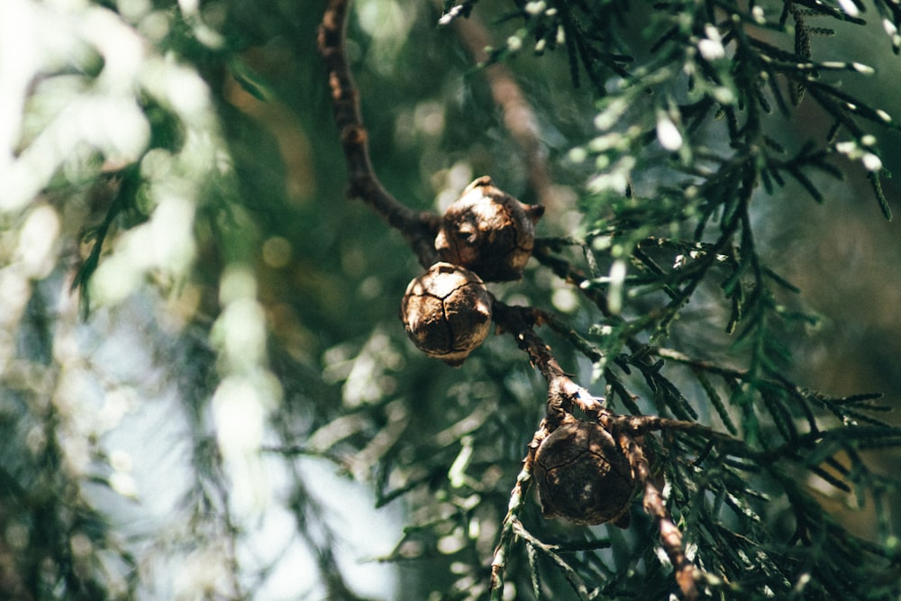 brown and green tree branch