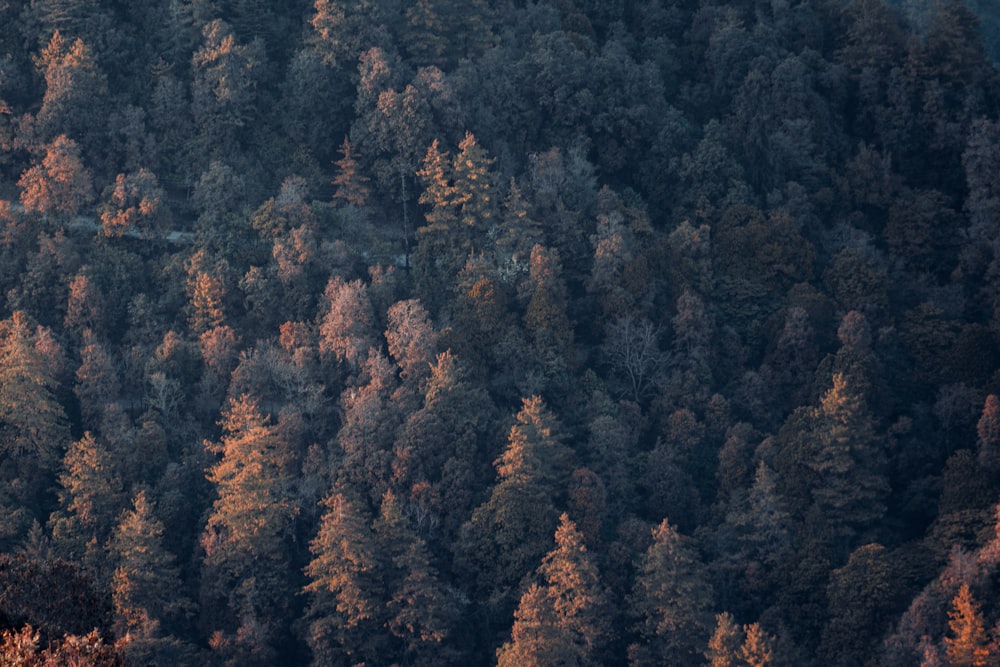 green and brown trees during daytime