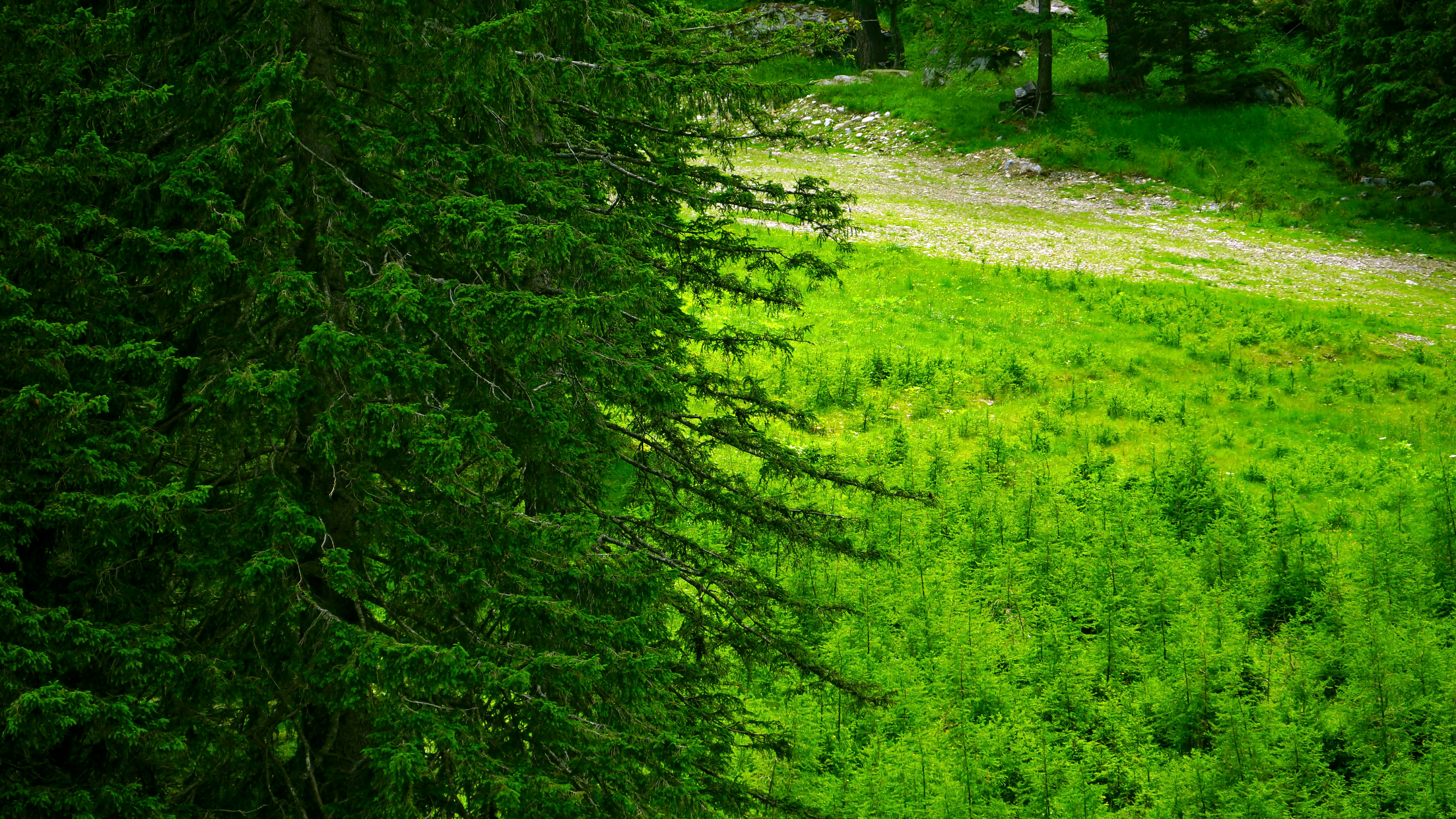 고마나물 산나물 구별하는법 관련 이미지1