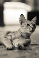 An image of activated carbon cat litter highlighting its odor control features.
