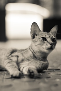 An image of activated carbon cat litter highlighting its odor control features.
