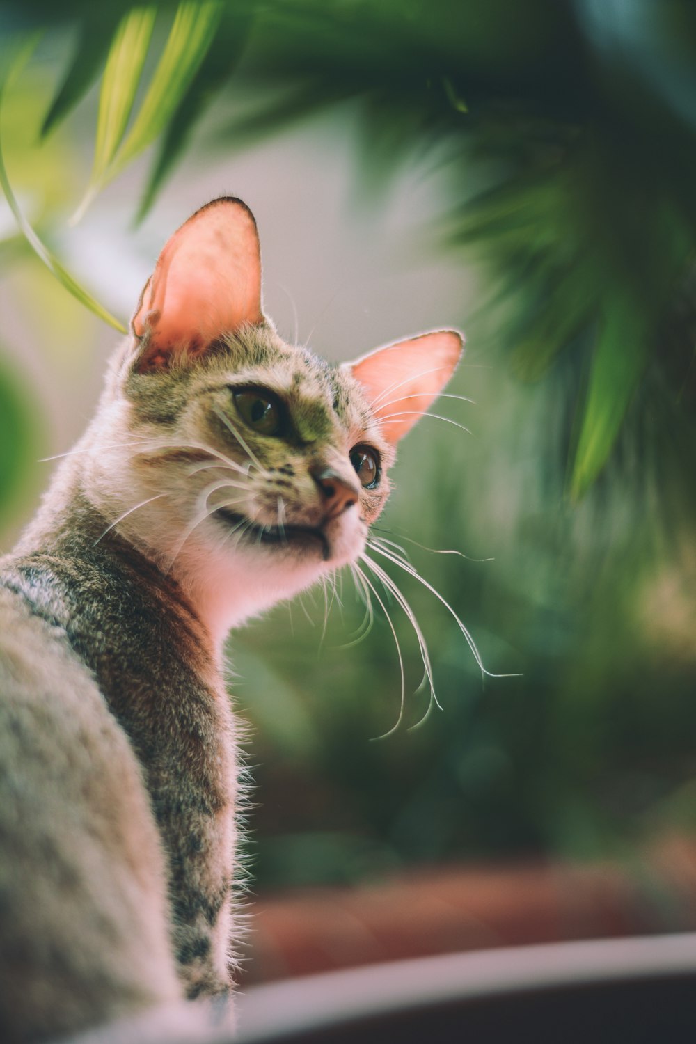 brown tabby cat in close up photography