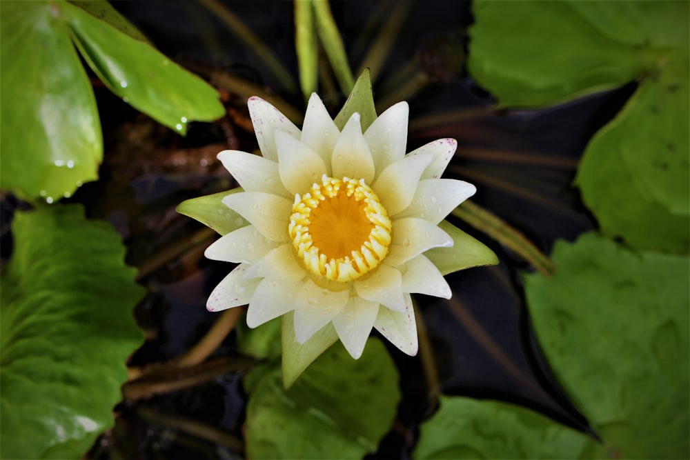 white and yellow flower in bloom