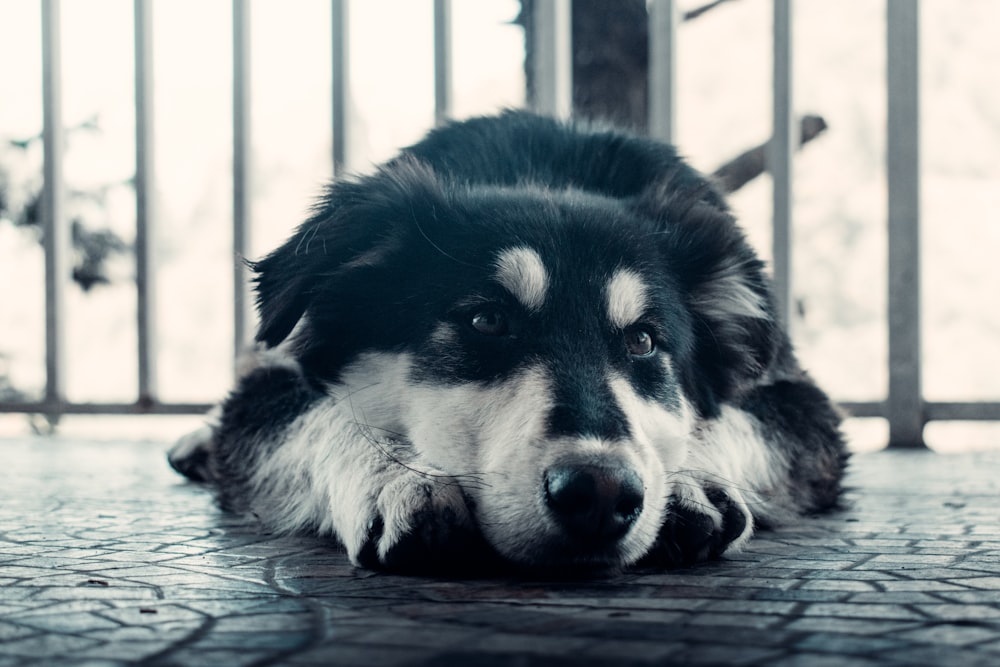 black and white long coated dog lying on floor