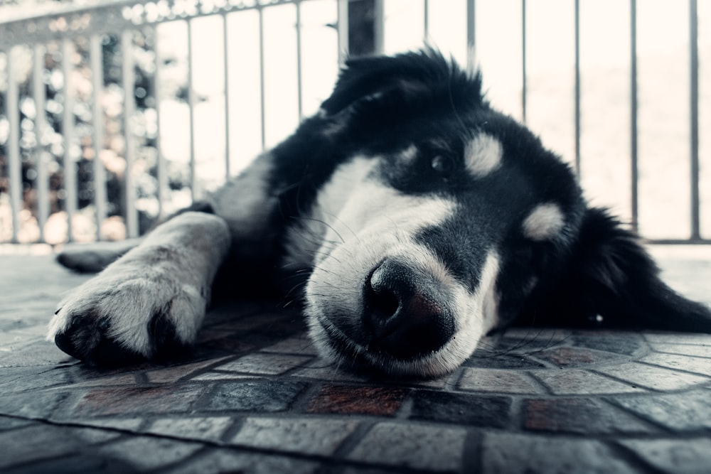 black and white siberian husky lying on floor