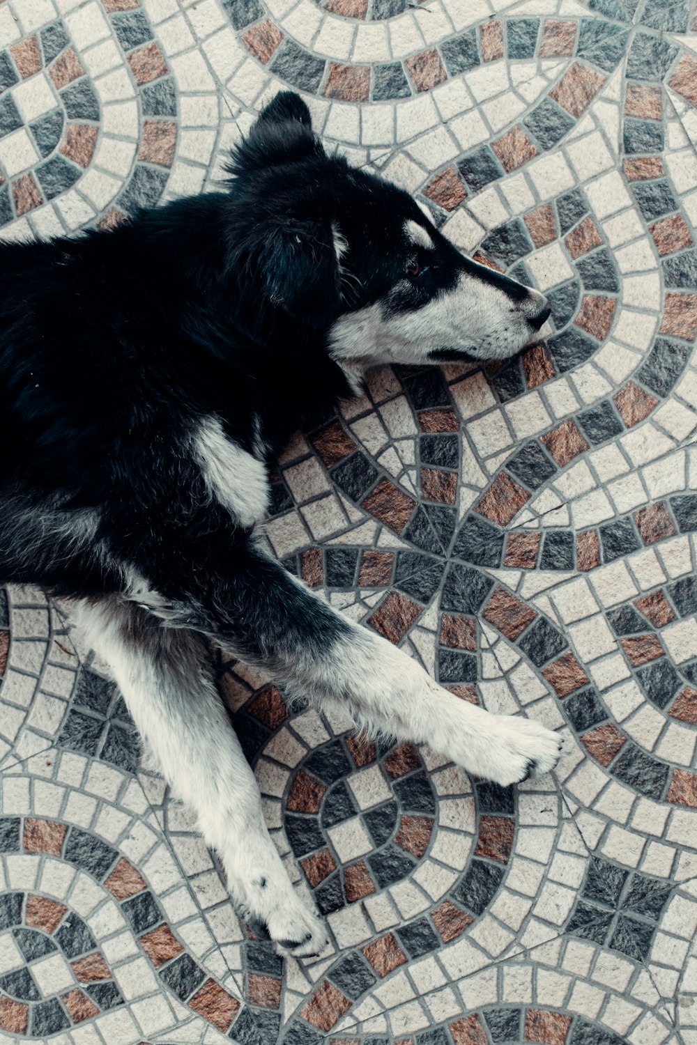 black and white dog lying on white and black textile