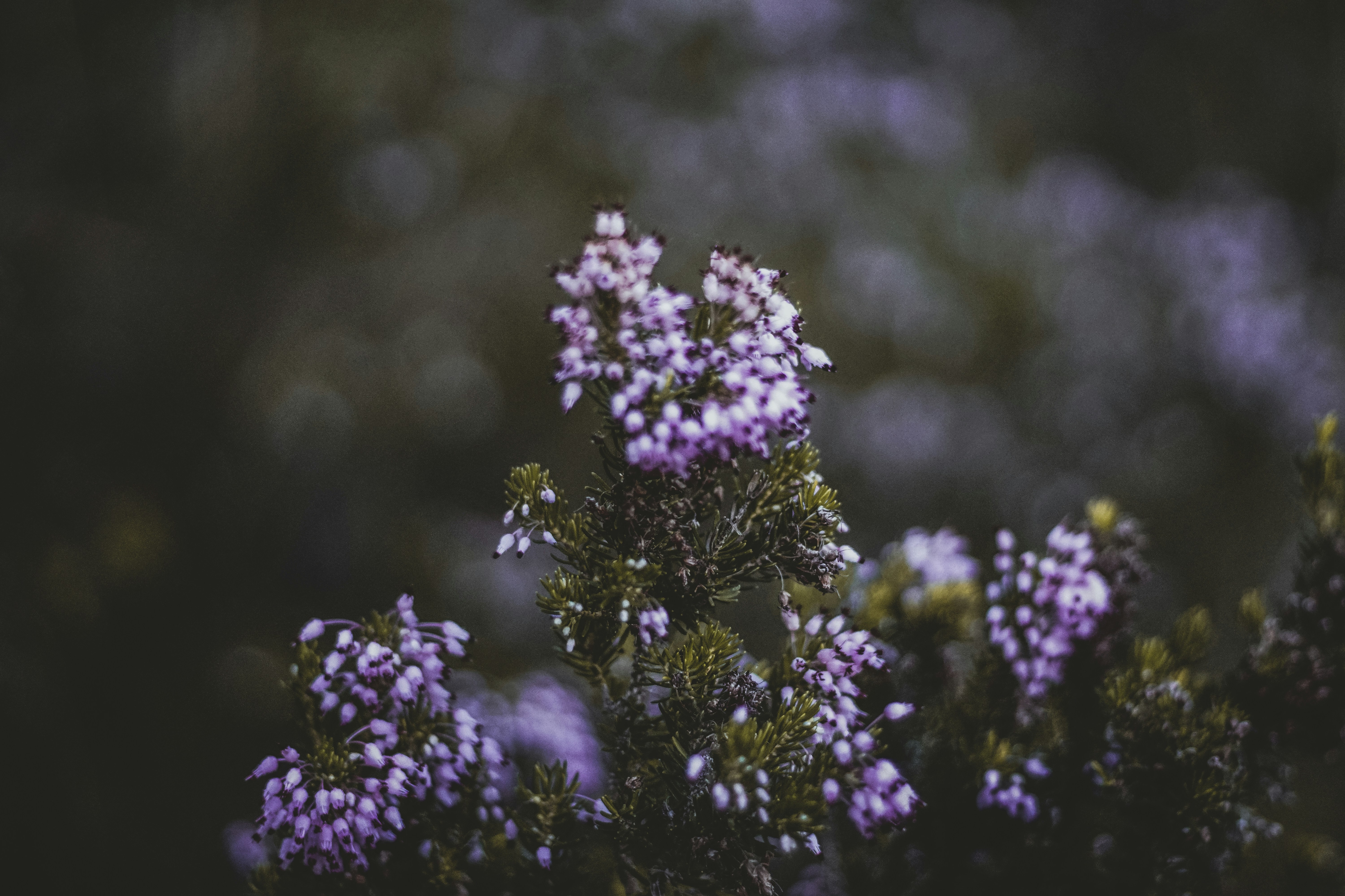 Photo by quentinburbach